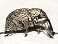 Exapion ulicis
